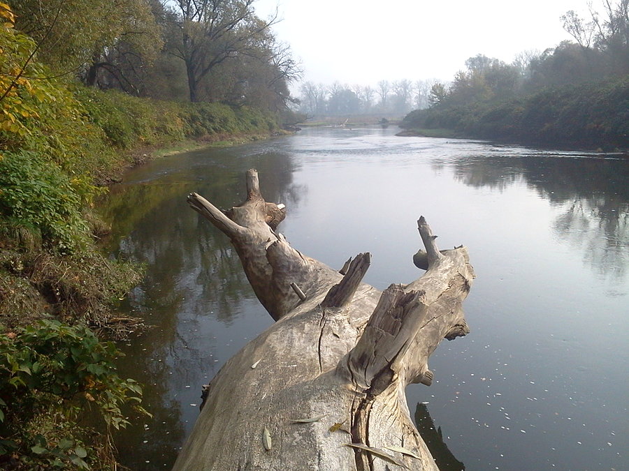 Rzeka Odra