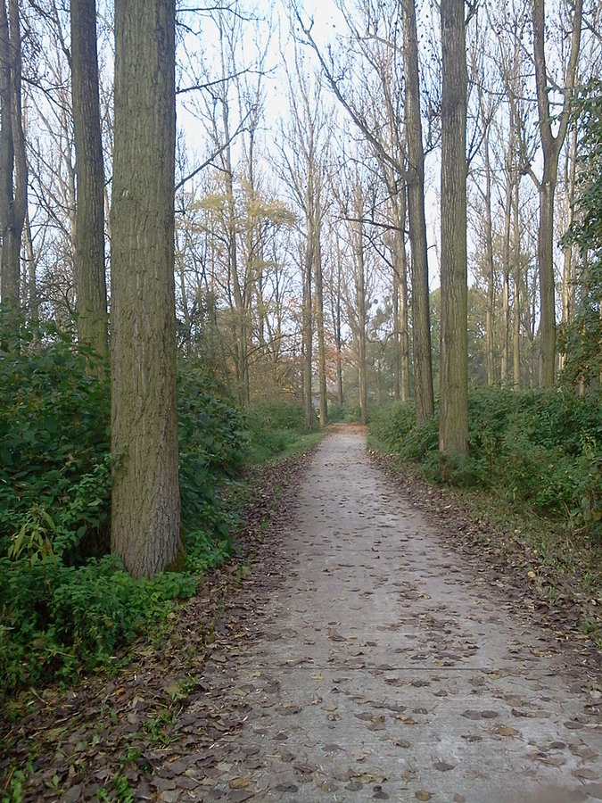 Dróżka nad Odrą