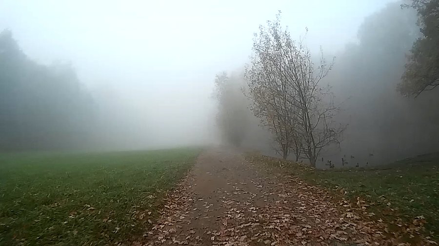 Klimatyczny lasek Makoszowski