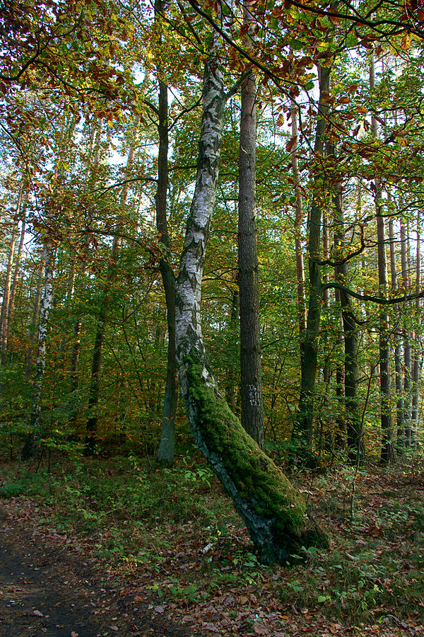 W drodze do Niedźwiedzia