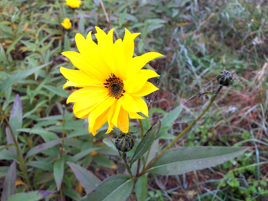 Rudbekia