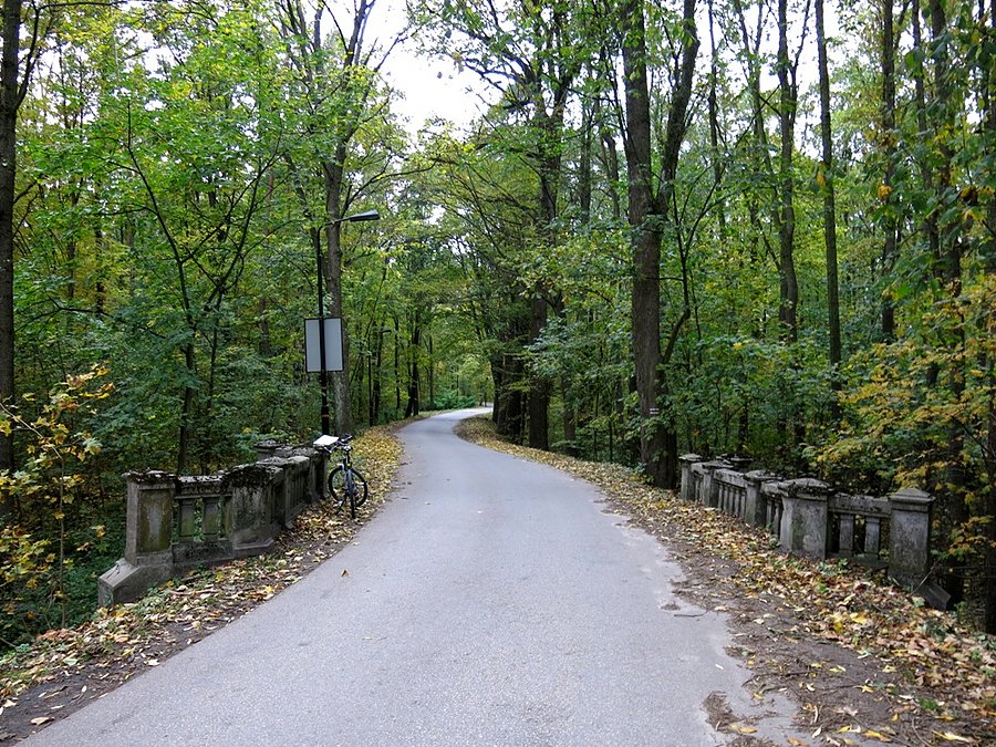 Drogą przez las