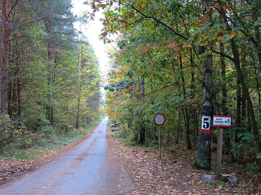 "Gierkówką" koło Spały