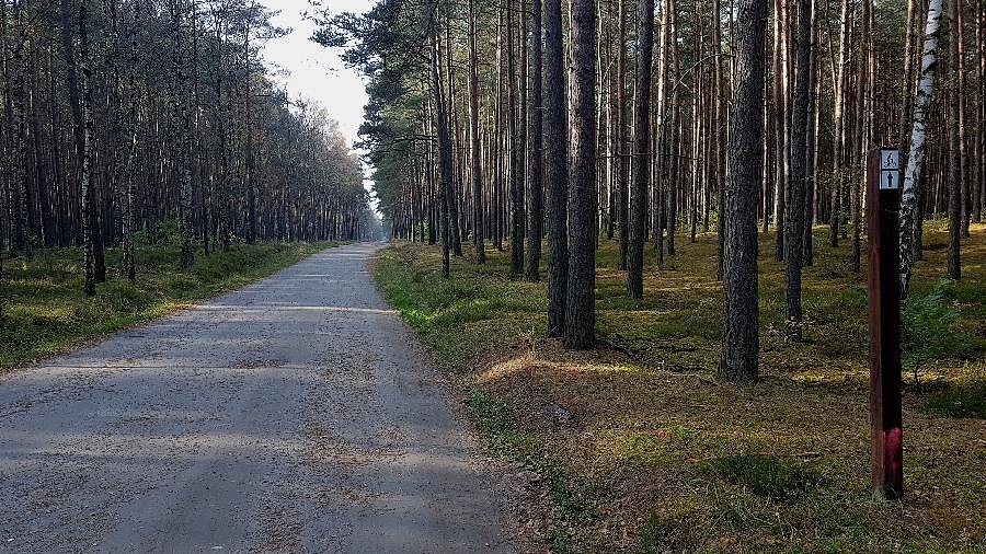 Dojazd pożarowy 40 do Wielgowa