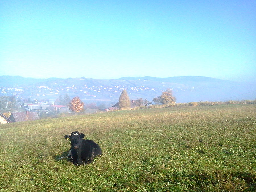 Istebna