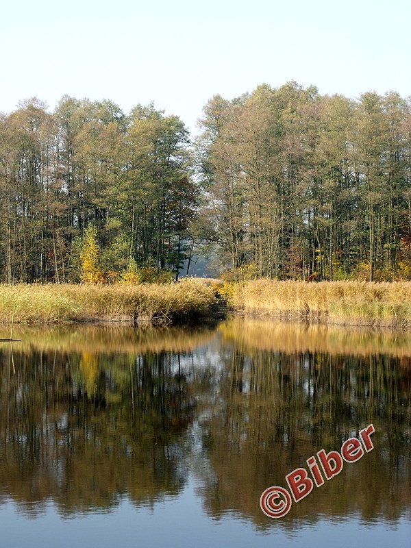 Lustereczko