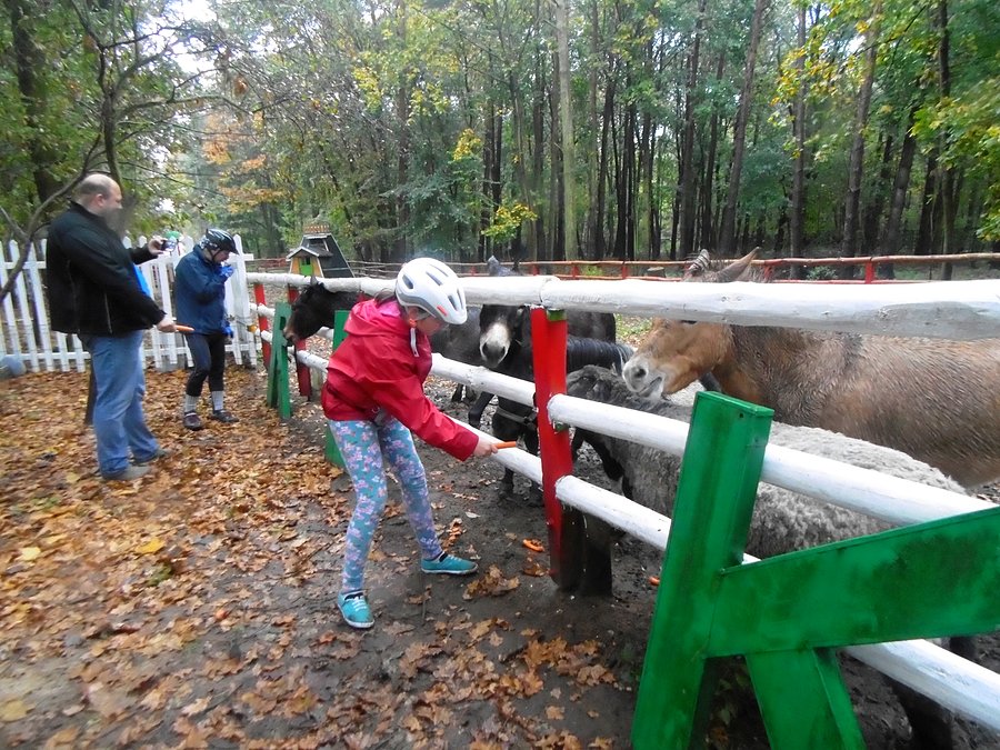 Za to owca, osły i kucyk zajadają się marchewkami