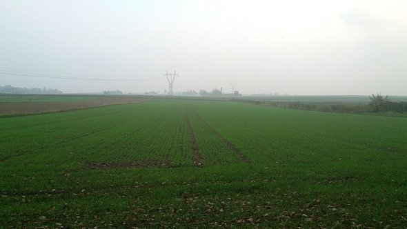 Pola w Iżycach