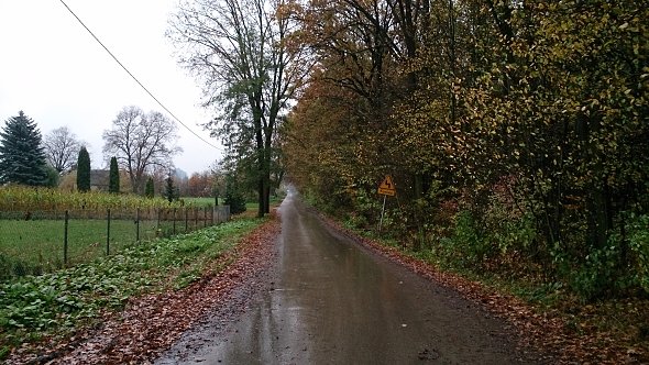 Jesienny las