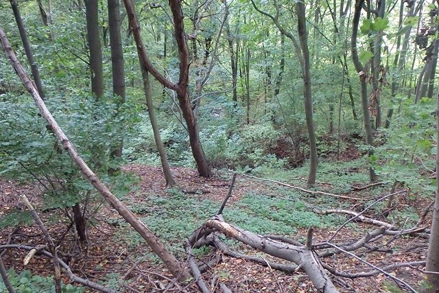 Rezerwat "Las Mariański"