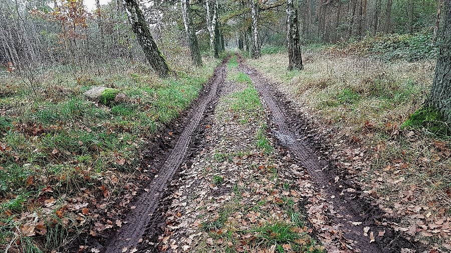 Leśna droga z Dąbrowicy do Poczernina