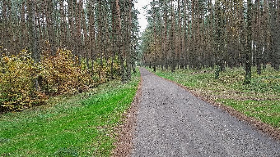 Leśna droga do Wielichówka