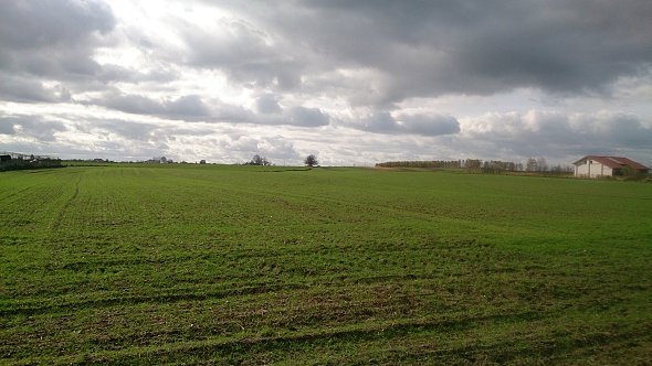 Zielone pola
