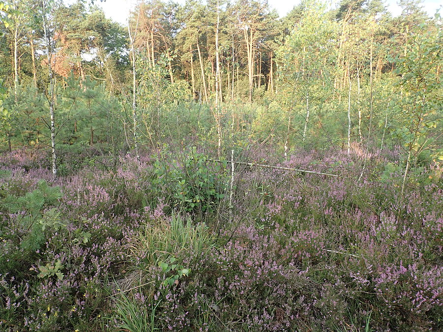 Mazowiecki Park Krajobrazowy. Wrzosowisko