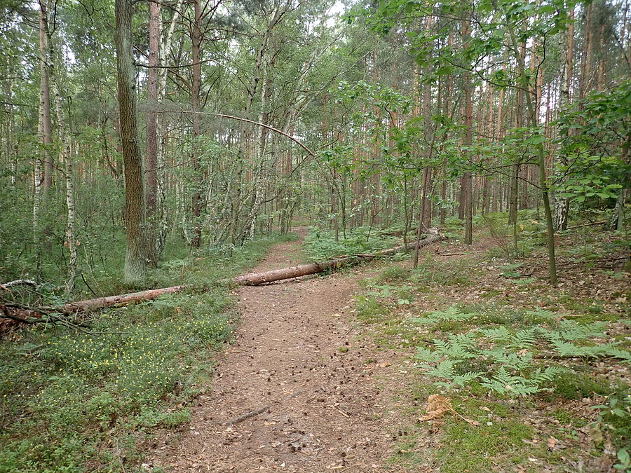 Mazowiecki Park Krajobrazowy. Okolice Radości