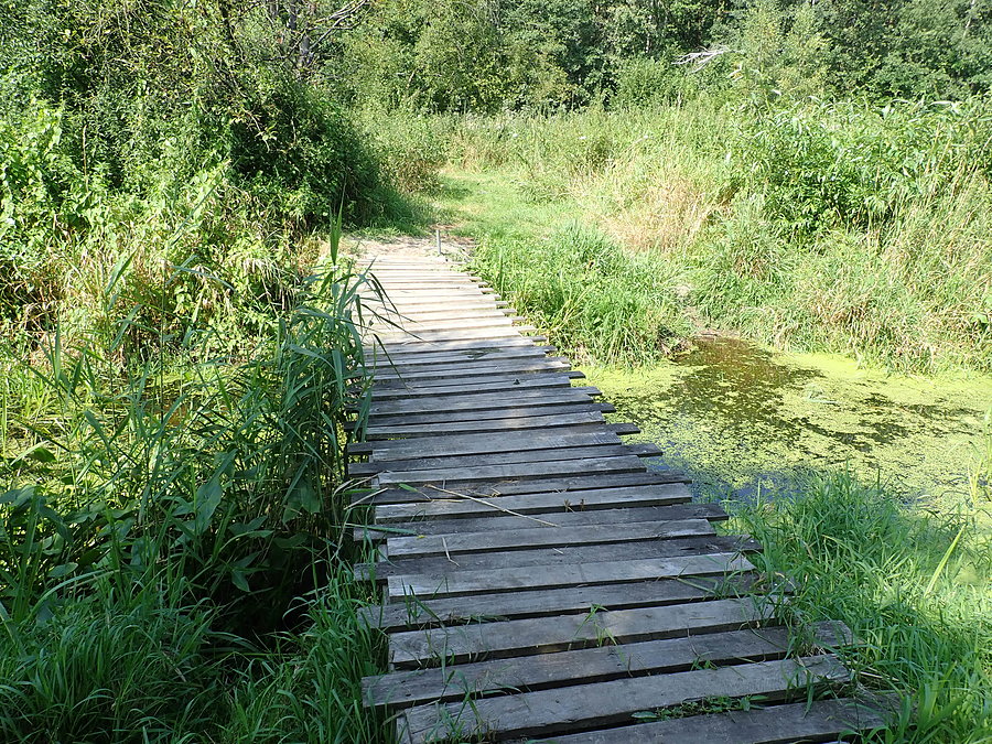 Okolice Zalesia. Mostek na rz. Zielonej
