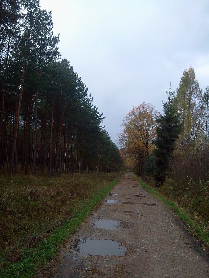 Przez las