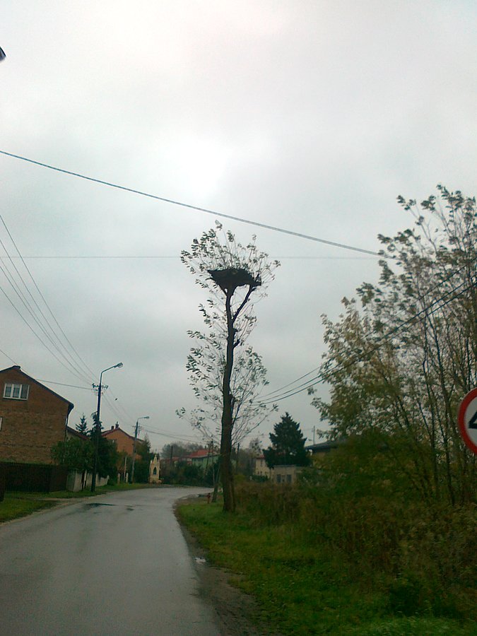 Zarastające bocianie gniazdo