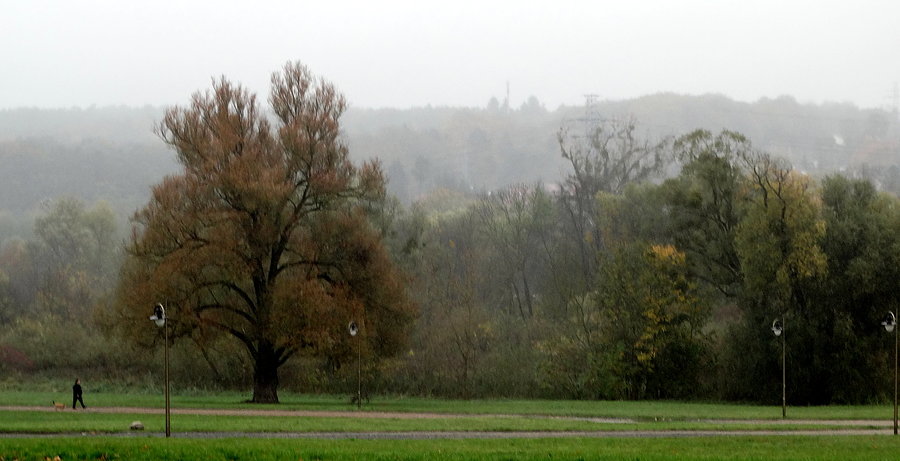 Spod lasu we mgle i podczas mżawki