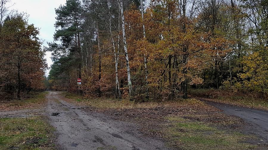 Leśna droga do Zdunowa