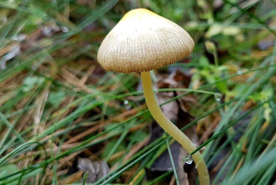Grzybek przydrożny