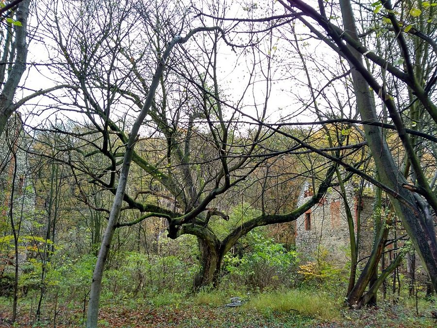 Ciekawe drzewo - Folwark Waldrof