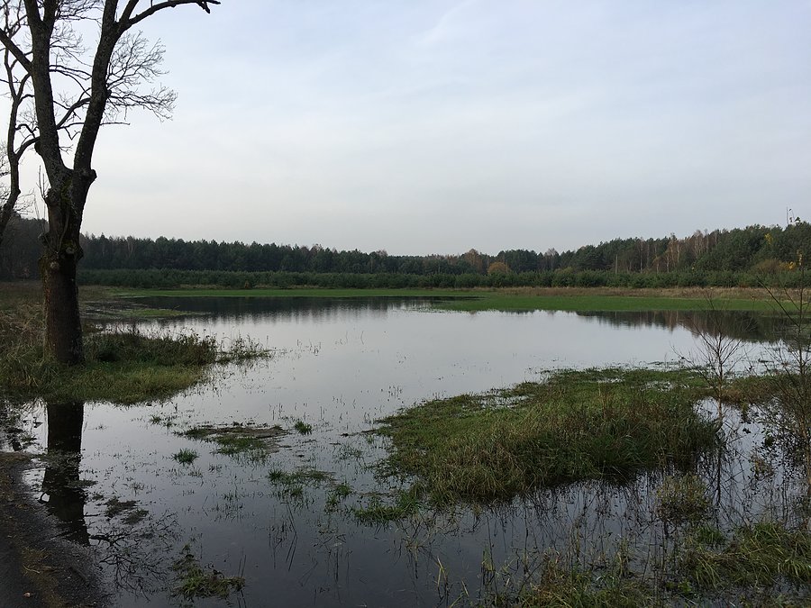 Podmokłe pola - okolice Klempicza