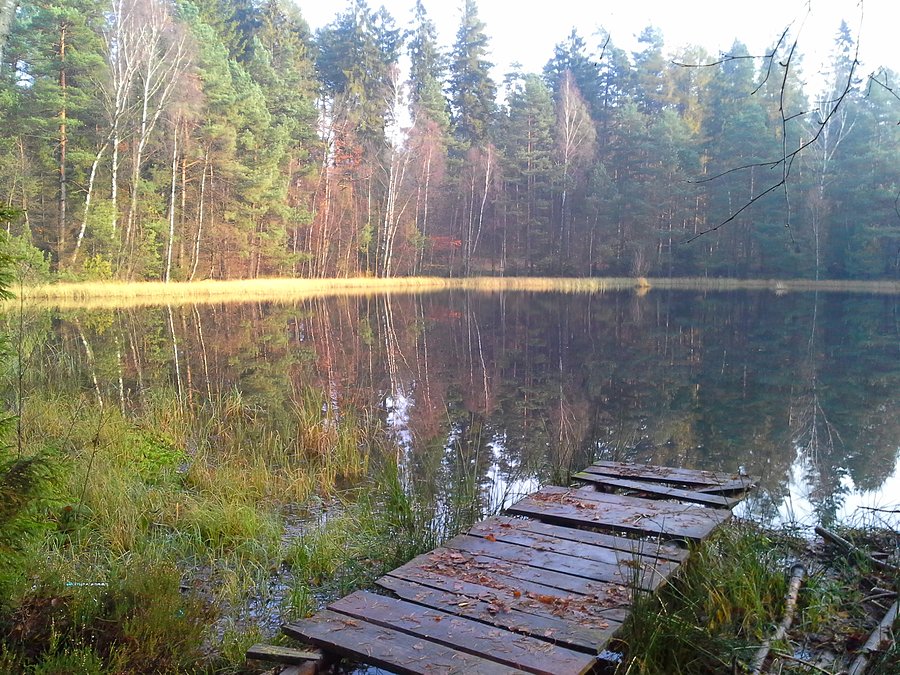 Leśny staw
