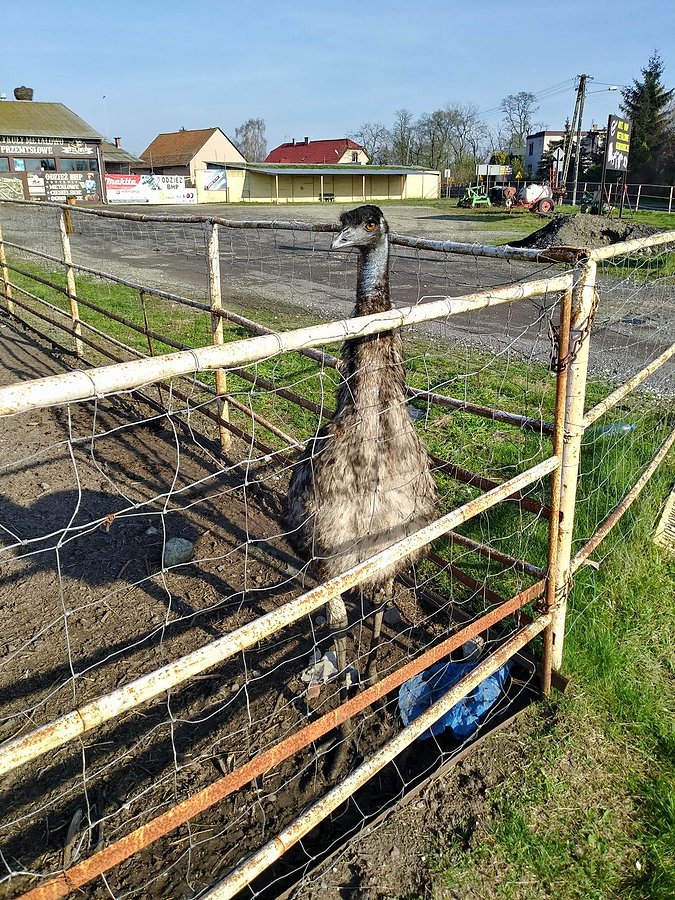 Ziomuś