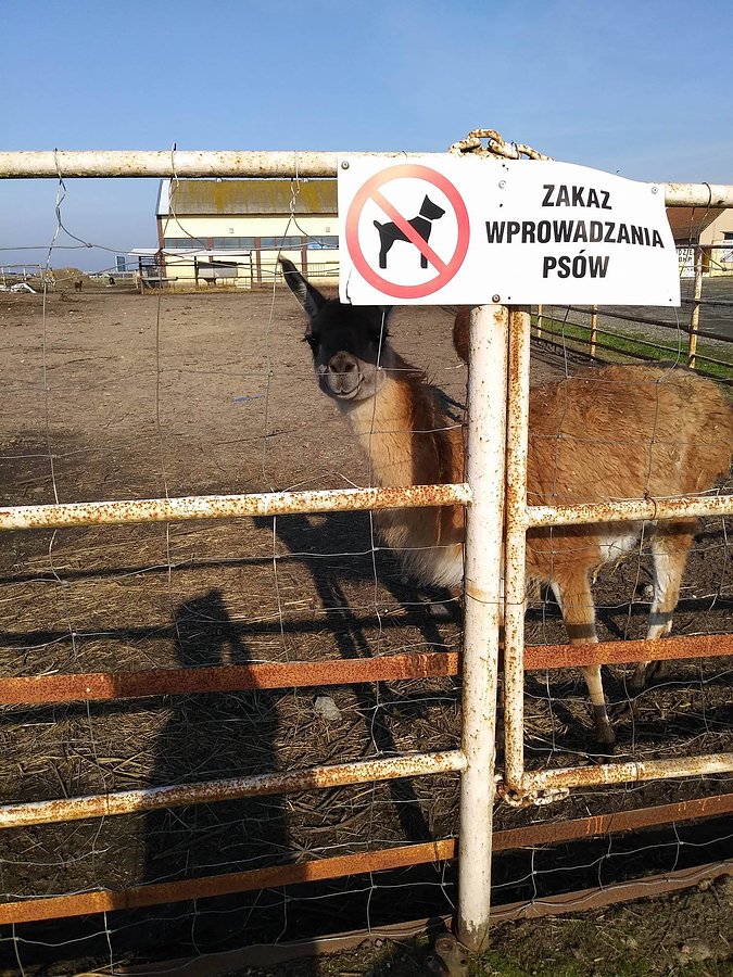 Z charakterem