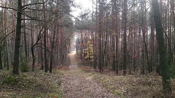 Ścieżka w lesie