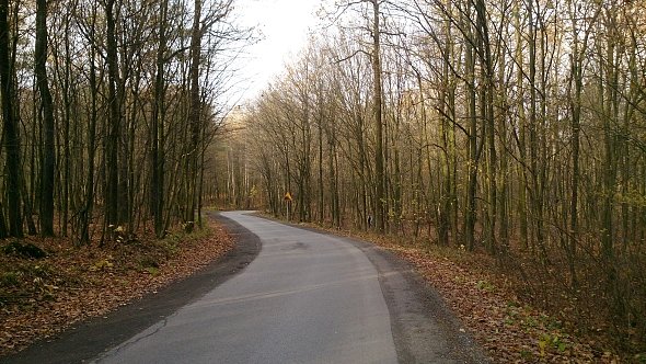 Leśna droga koło Nałęczowa