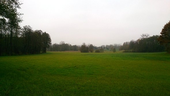Trochę zieleni