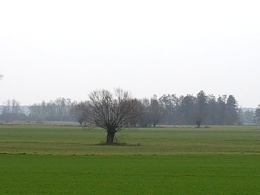Sulęcin Włościański
