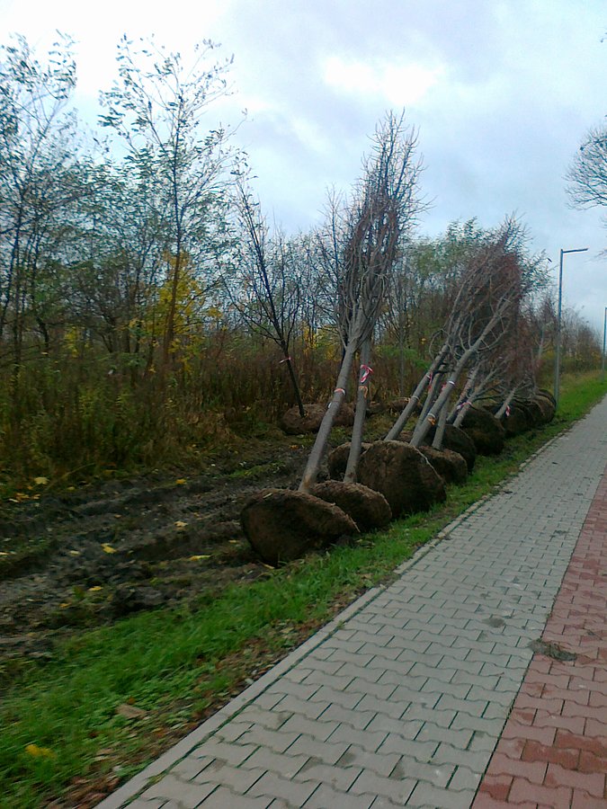 Drzewka przygotowane do sadzenia