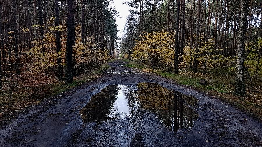 Droga Niedźwiedź - Zdunowo