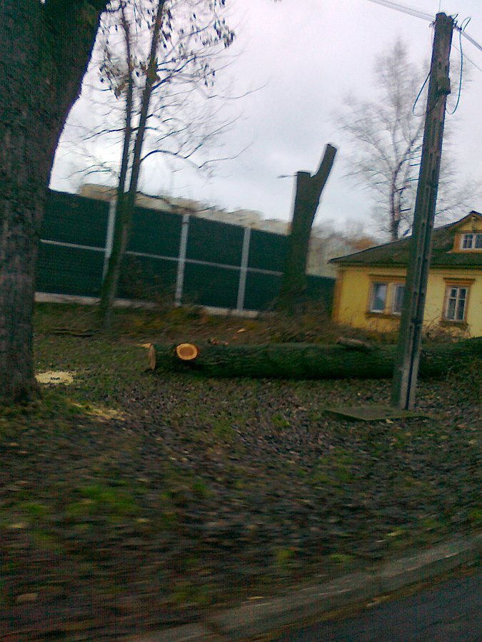 Wycięli i leży
