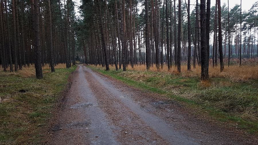 Dojazd pożarowy 40 do Wielgowa