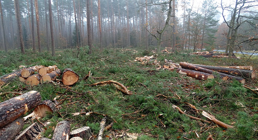 Pod Dobieszczynem - martwią mnie takie widoki