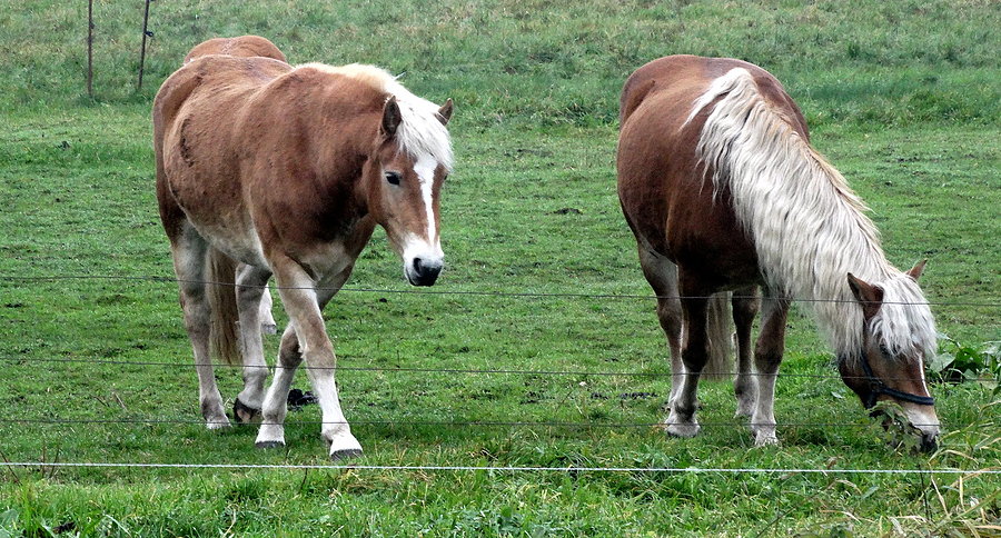 Niemieckie koniki z blond czuprynami