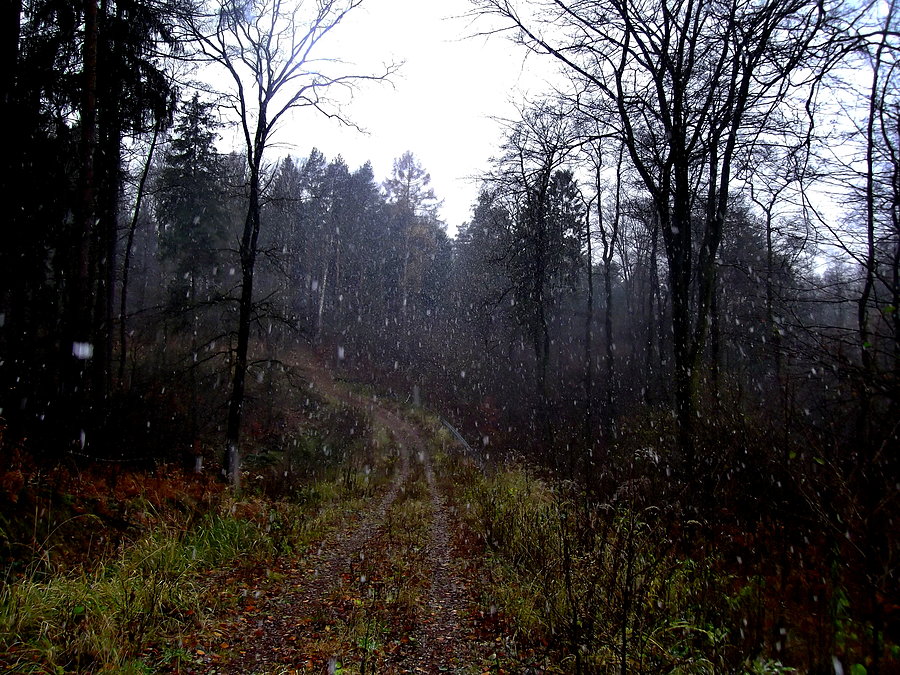 Pieszo po lasach. Pierwszy śnieg