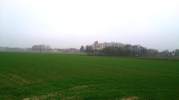 Zielone pola