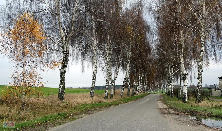 Zawsze urocza aleja brzozowa pod miejscowością Bismark.