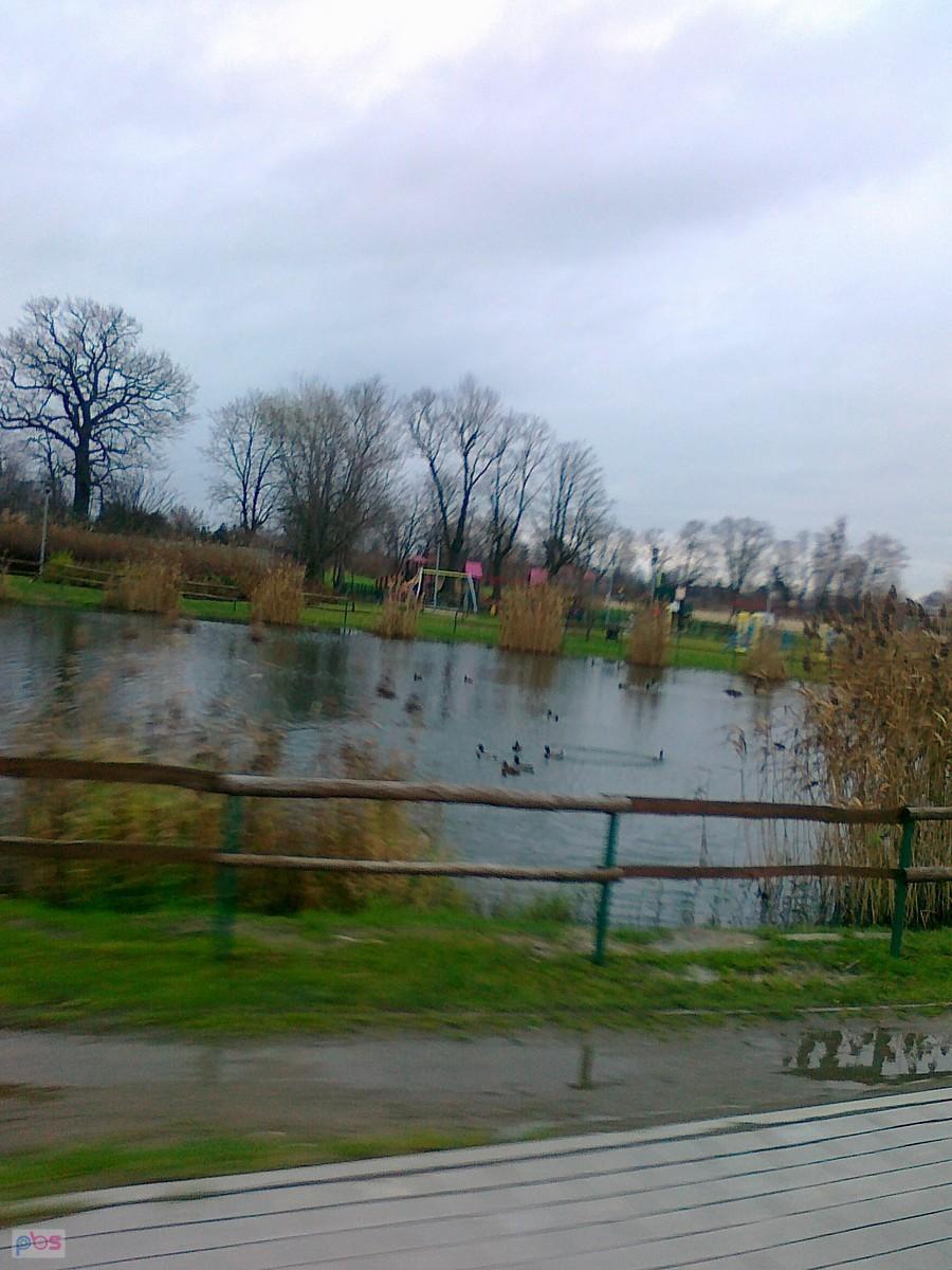 Staw w Borzęcinie