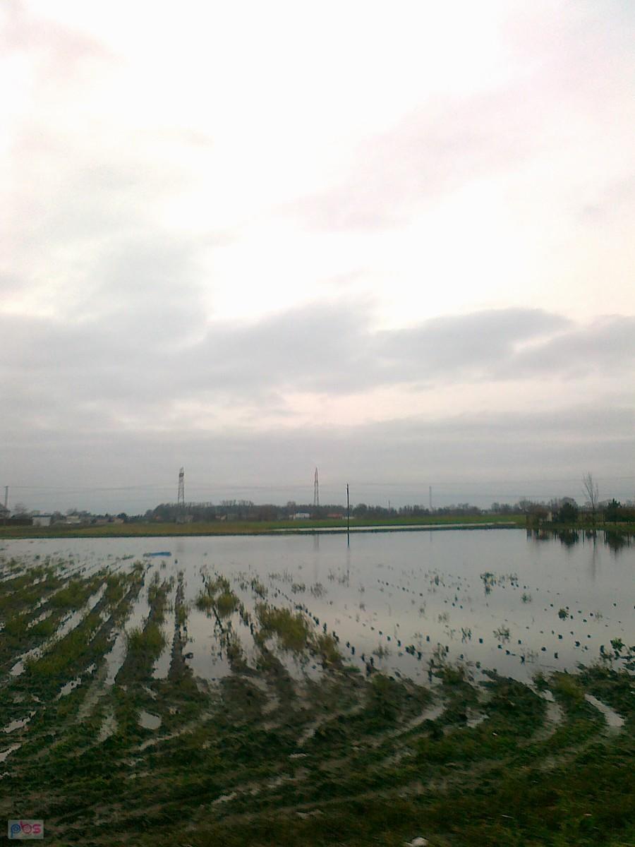 Zalane pole