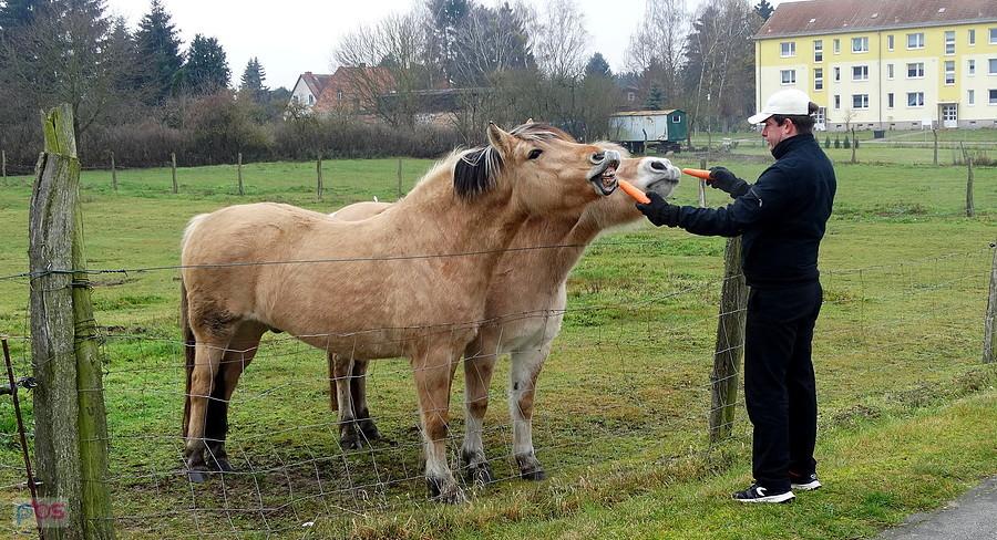 Kuba częstuje marchewką koniki z Blankensee 30 listopada 17 r.