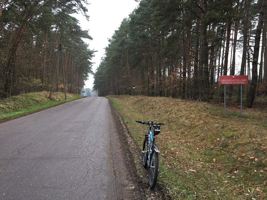 Puszcza Notecka - w drodze do Mokrza