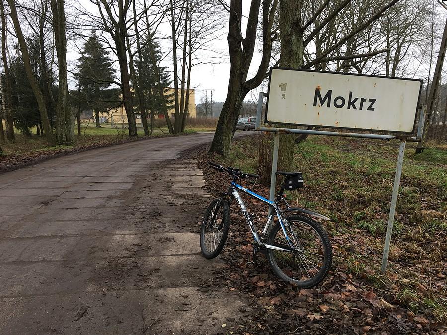 Mokrz w Puszczy Noteckiej