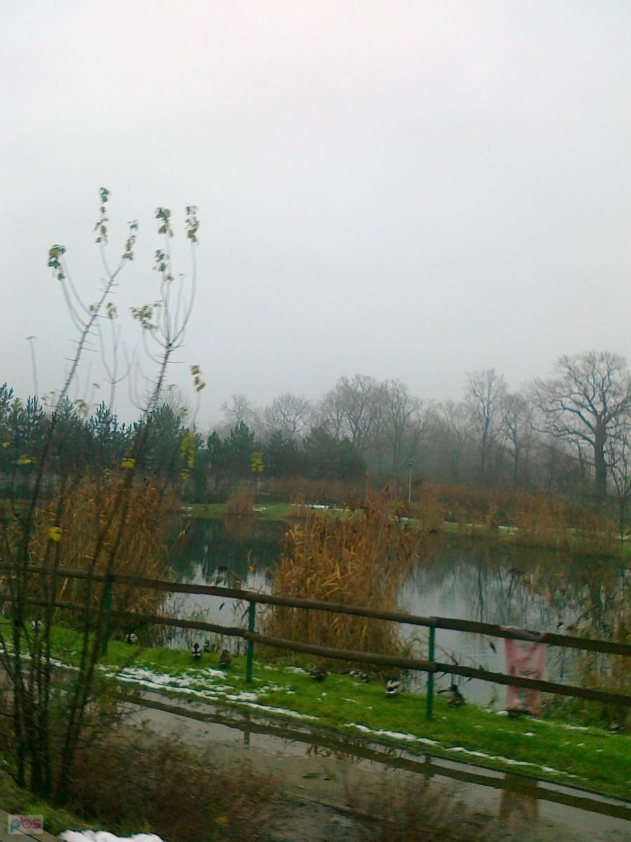 Tradycyjnie staw w Borzęcinie