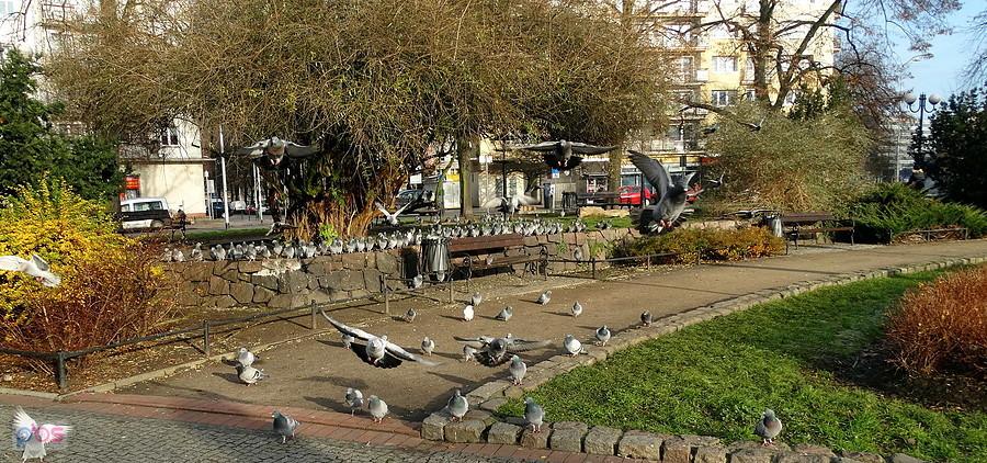 Plac Grunwaldzki i gołębie.